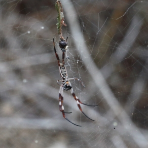 Trichonephila edulis at O'Connor, ACT - 9 Feb 2021 03:44 PM