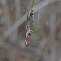 Trichonephila edulis at O'Connor, ACT - 9 Feb 2021 03:44 PM