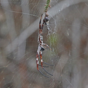 Trichonephila edulis at O'Connor, ACT - 9 Feb 2021 03:44 PM