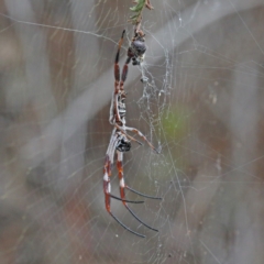 Trichonephila edulis at O'Connor, ACT - 9 Feb 2021