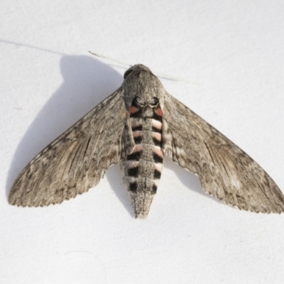Agrius convolvuli (Convolvulus Hawk Moth) at Higgins, ACT - 11 Feb 2021 by AlisonMilton
