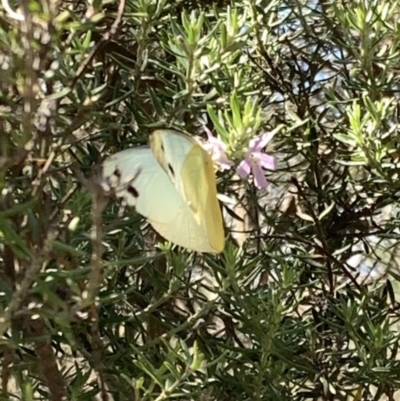 Appias paulina (Yellow albatross) at Murrumbateman, NSW - 11 Feb 2021 by SimoneC