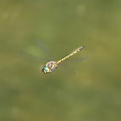 Hemicordulia australiae (Australian Emerald) at Paddys River, ACT - 10 Feb 2021 by RodDeb