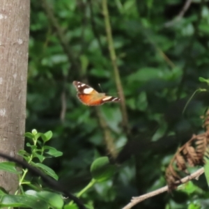 Vanessa itea at Paddys River, ACT - 10 Feb 2021 02:16 PM