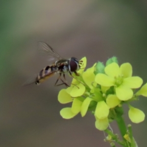 Melangyna viridiceps at Paddys River, ACT - 10 Feb 2021