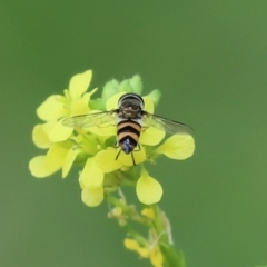 Melangyna viridiceps at Paddys River, ACT - 10 Feb 2021