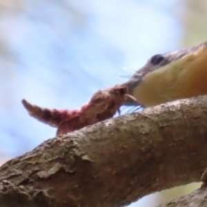 Elhamma australasiae at Paddys River, ACT - 10 Feb 2021