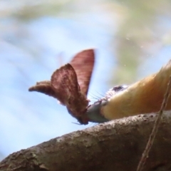 Elhamma australasiae at Paddys River, ACT - 10 Feb 2021