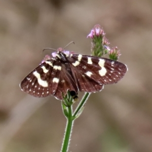 Phalaenoides tristifica at Paddys River, ACT - 10 Feb 2021