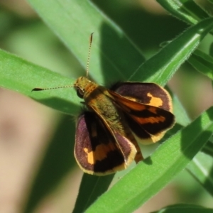 Ocybadistes walkeri at Paddys River, ACT - 10 Feb 2021 12:55 PM