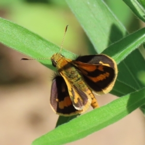 Ocybadistes walkeri at Paddys River, ACT - 10 Feb 2021 12:55 PM