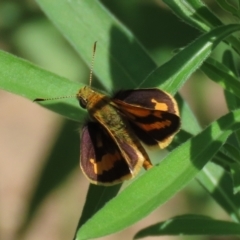 Ocybadistes walkeri at Paddys River, ACT - 10 Feb 2021 12:55 PM