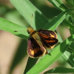 Ocybadistes walkeri at Paddys River, ACT - 10 Feb 2021 12:55 PM