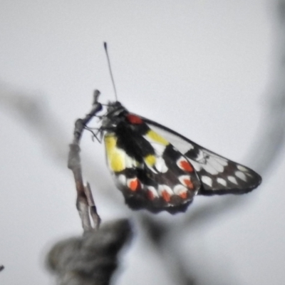 Delias aganippe (Spotted Jezebel) at Cotter River, ACT - 11 Feb 2021 by JohnBundock