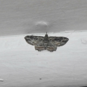 Chloroclystis filata at Aranda, ACT - 11 Feb 2021