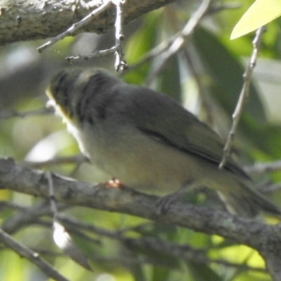 Zosterops lateralis (Silvereye) at Aranda, ACT - 11 Feb 2021 by KMcCue