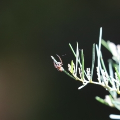 Salticidae (family) (Unidentified Jumping spider) at Cook, ACT - 10 Feb 2021 by Tammy