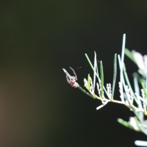 Salticidae (family) at Cook, ACT - 11 Feb 2021