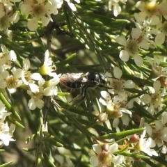 Lipotriches (Austronomia) ferricauda (Halictid bee) at Aranda, ACT - 11 Feb 2021 by KMcCue