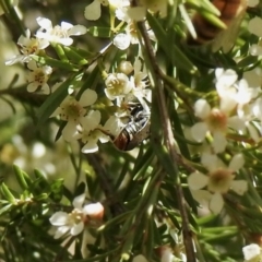 Lipotriches (Austronomia) ferricauda at Aranda, ACT - 11 Feb 2021 02:33 PM