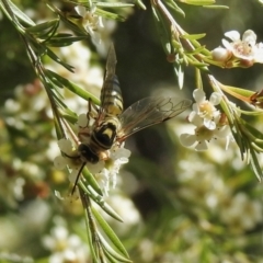 Tiphiidae (family) (Unidentified Smooth flower wasp) at Aranda, ACT - 11 Feb 2021 by KMcCue