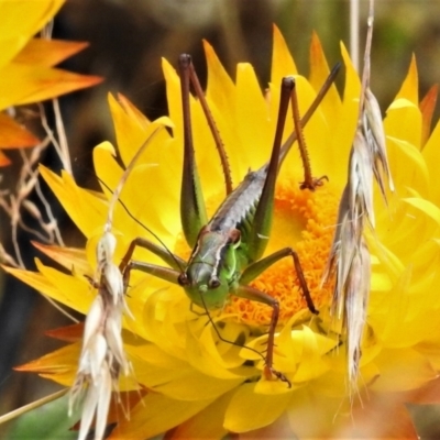 Chlorodectes montanus (Montane green shield back katydid) at Cotter River, ACT - 11 Feb 2021 by JohnBundock