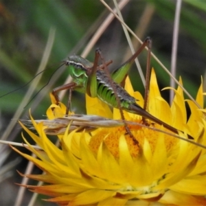 Chlorodectes montanus at Cotter River, ACT - 11 Feb 2021 02:32 PM