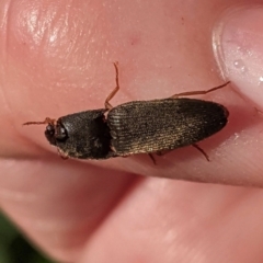 Monocrepidus (genus) (Click beetle) at Hughes, ACT - 11 Feb 2021 by JackyF