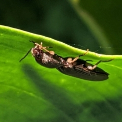 Monocrepidus (genus) at Hughes, ACT - 11 Feb 2021 04:59 PM