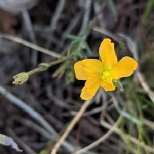 Hypericum gramineum at Hughes, ACT - 11 Feb 2021