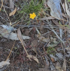 Hypericum gramineum at Hughes, ACT - 11 Feb 2021 12:49 PM