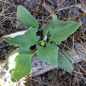 Cymbonotus sp. (preissianus or lawsonianus) at Hughes, ACT - 11 Feb 2021