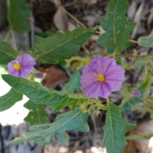 Solanum cinereum at Hughes, ACT - 11 Feb 2021