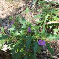 Solanum cinereum at Hughes, ACT - 11 Feb 2021