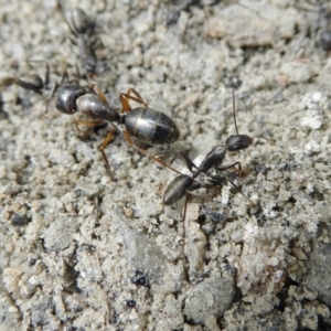 Camponotus nigroaeneus at Yass River, NSW - 9 Feb 2021 01:36 PM