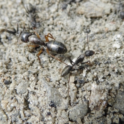 Camponotus nigroaeneus (Sugar ant) at Rugosa - 9 Feb 2021 by SenexRugosus