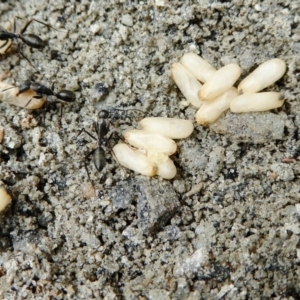 Camponotus nigroaeneus at Yass River, NSW - 9 Feb 2021