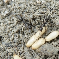 Camponotus nigroaeneus at Yass River, NSW - 9 Feb 2021