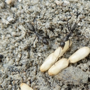 Camponotus nigroaeneus at Yass River, NSW - 9 Feb 2021 01:36 PM