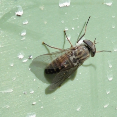 Dasybasis sp. (genus) (A march fly) at Rugosa - 9 Feb 2021 by SenexRugosus