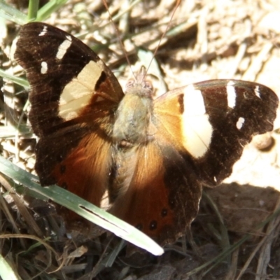 Vanessa itea (Yellow Admiral) at Murrumbateman, NSW - 11 Feb 2021 by davobj