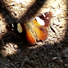 Vanessa itea at Murrumbateman, NSW - 11 Feb 2021