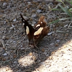 Vanessa itea at Murrumbateman, NSW - 11 Feb 2021