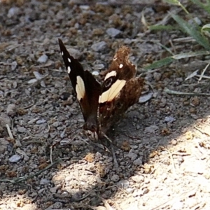 Vanessa itea at Murrumbateman, NSW - 11 Feb 2021