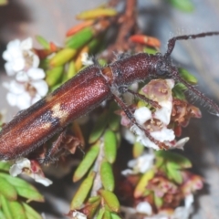 Phantissus variegatus (A longhorn beetle) at Kosciuszko National Park, NSW - 8 Feb 2021 by Harrisi