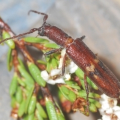 Phantissus variegatus at Kosciuszko National Park, NSW - 8 Feb 2021 11:12 PM