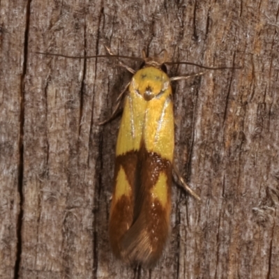 Stathmopoda crocophanes (Yellow Stathmopoda Moth) at Melba, ACT - 6 Feb 2021 by kasiaaus