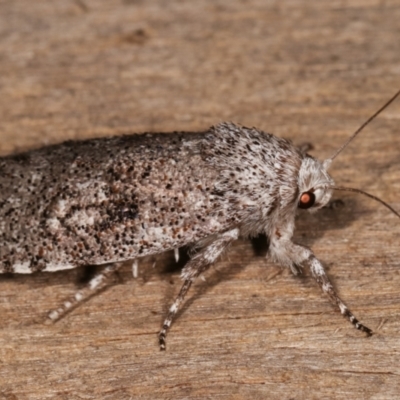 Cryptophasa irrorata (A Gelechioid moth (Xyloryctidae)) at Melba, ACT - 6 Feb 2021 by kasiaaus