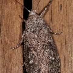 Cryptophasa irrorata at Melba, ACT - 6 Feb 2021