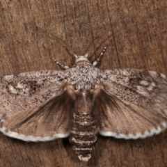 Cryptophasa irrorata at Melba, ACT - 6 Feb 2021